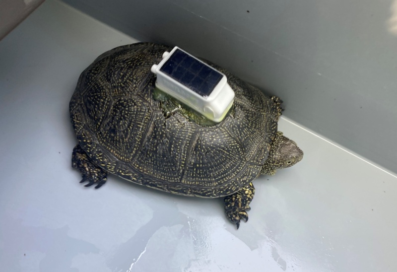 Sumpfschildkröte mit GPS-Tracker