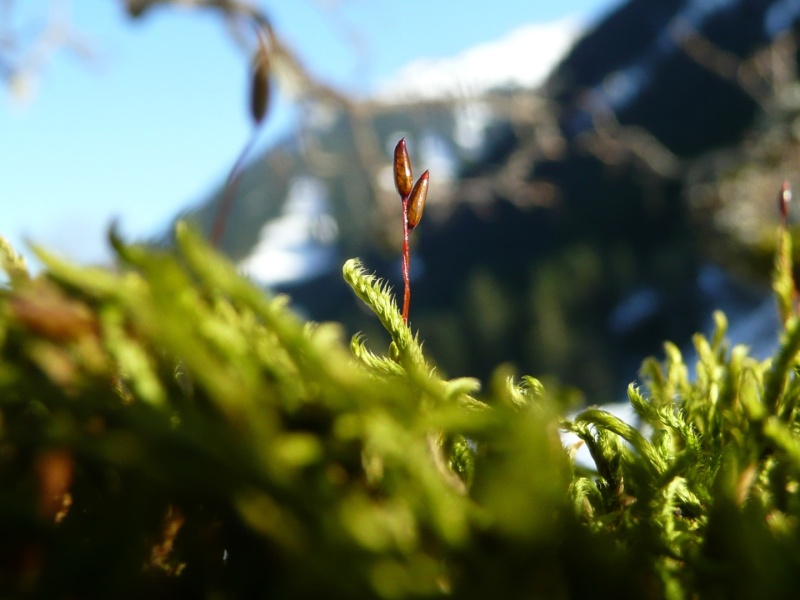 Eichhörnchenschwanz-Weisszahnmoos (Leucodon sciuroides) 