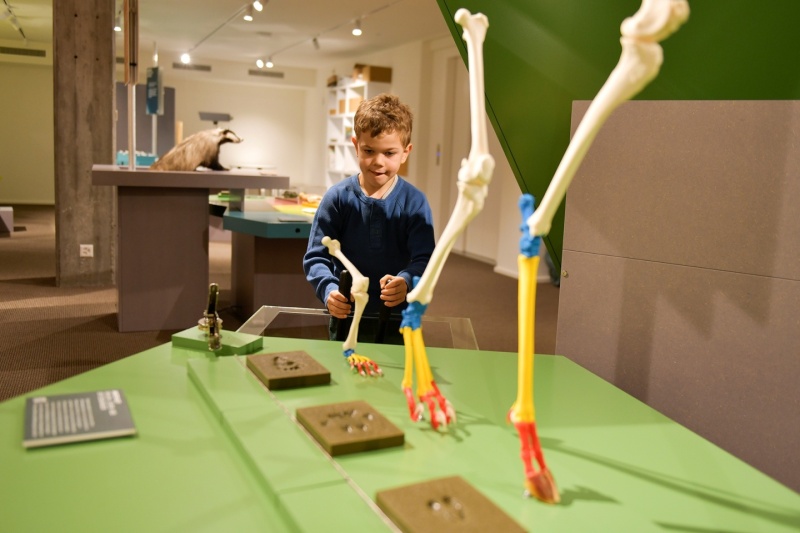 Ausstellung «Spuren – Fährten, Frass und Federn»