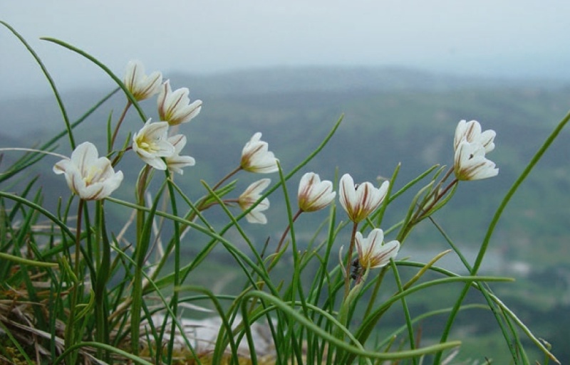 Späte Faltenlilie (Lloydia serotina), auch als «Kaiseregg-Tulpe» bekannt