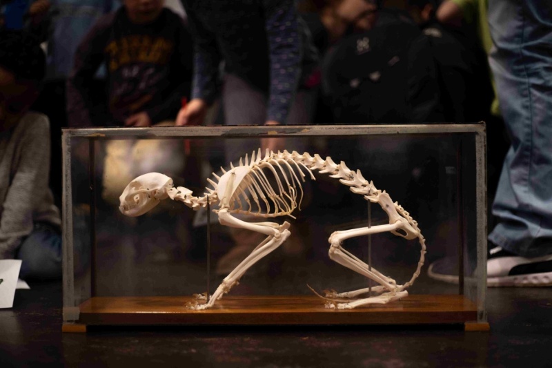 Den Geheimnissen von Skeletten auf der Spur