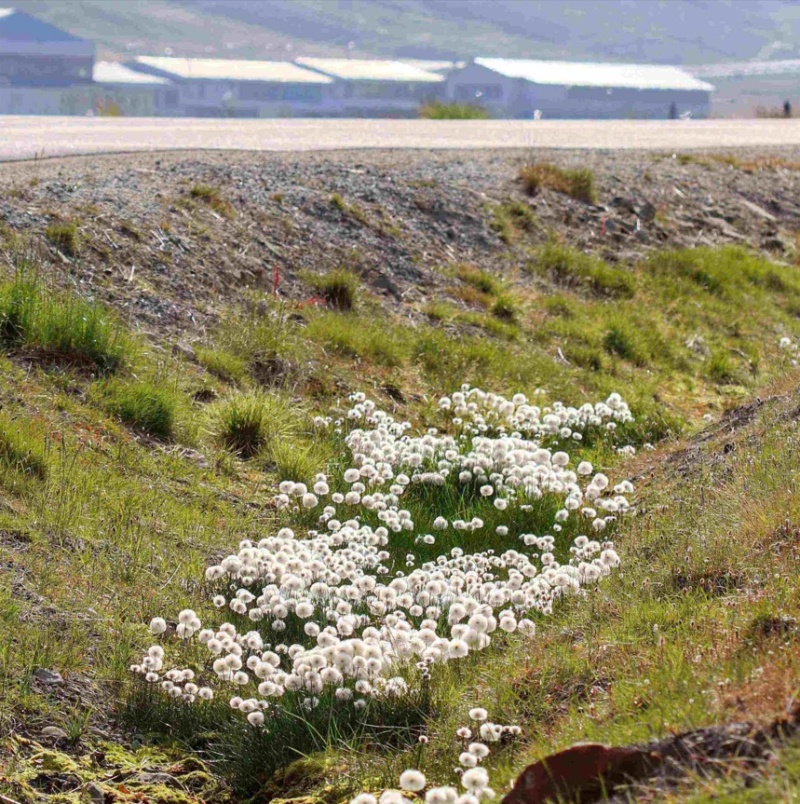 Scheuchzers Wollgras (Unterart Eriophorum scheuchzeri ssp. arcticum) am nördlichen Polarkreis
