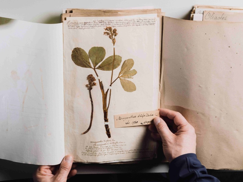 Planche d'herbier de Trèfle d'eau (Menyanthes trifoliata)