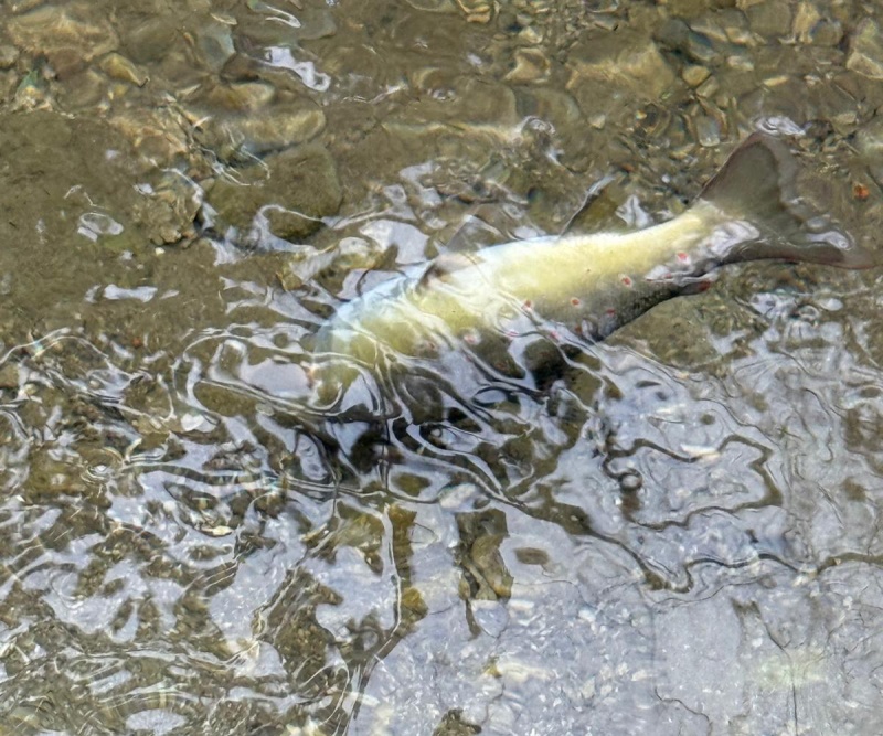 Pollution d'un cours d'eau à Farvagny-le-Grand
