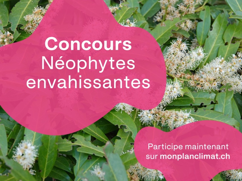 Concours néophytes envahissantes