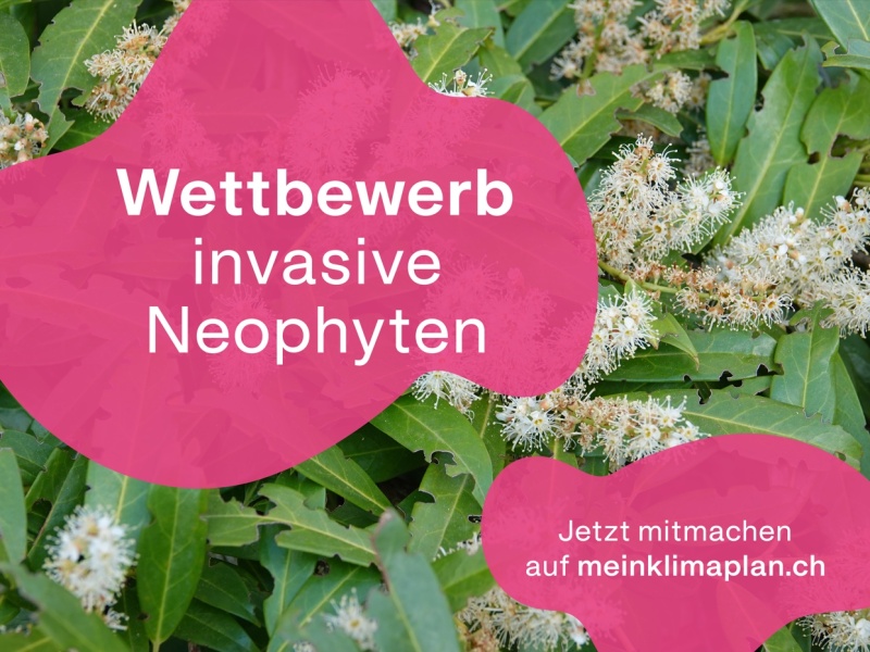 Wettbewerb invasive Neophythen  