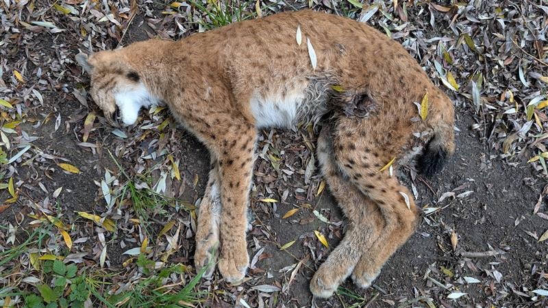 Wilderei Luchs