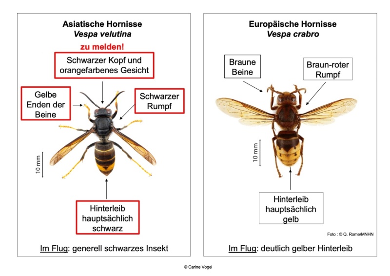 Gelbfuss-Hornisse - Europäischen Hornisse