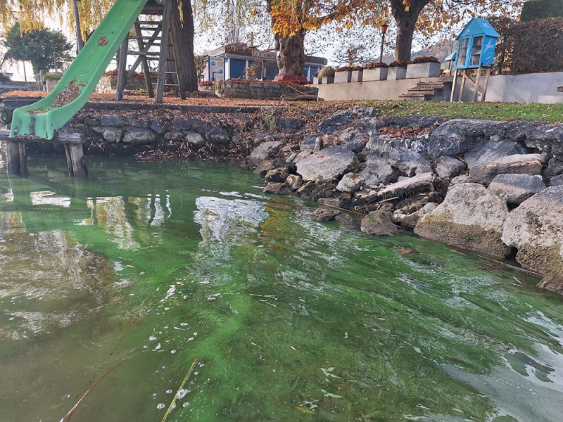 Cyanobactéries dans le lac de Morat, novembre 2025