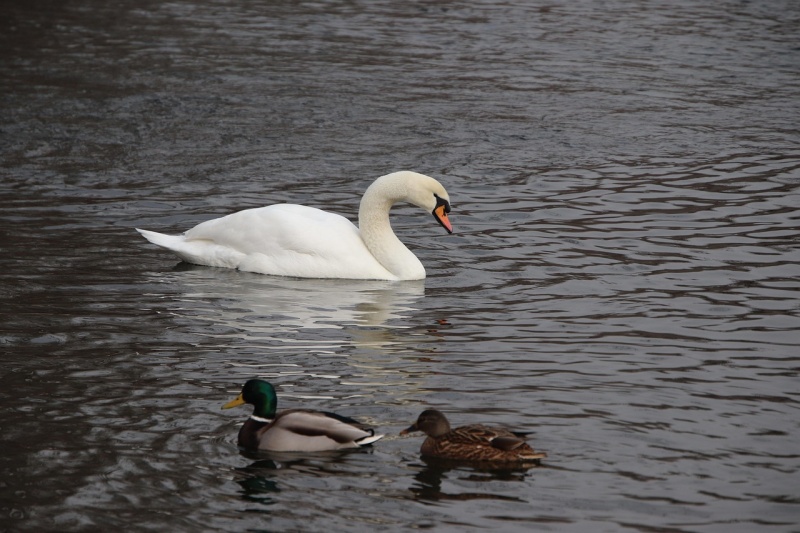 Grippe aviaire détectée chez des canards et un cygne à Wil