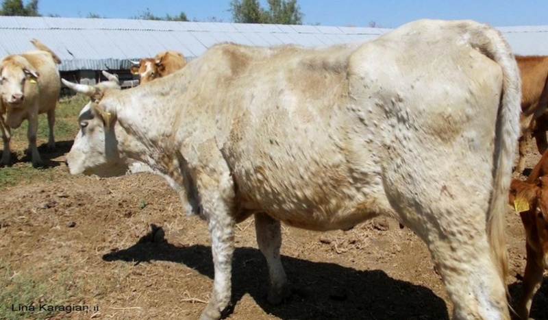 Vache atteinte de DNC