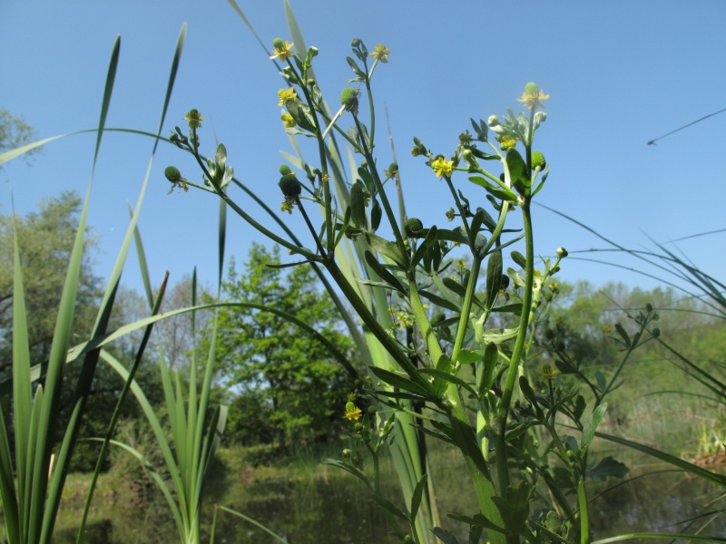 Ranunculus sceleratus