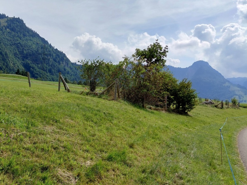 Un groupe de buissons dans une surface herbagère offre gîte et couvert à de nombreuses espèces.