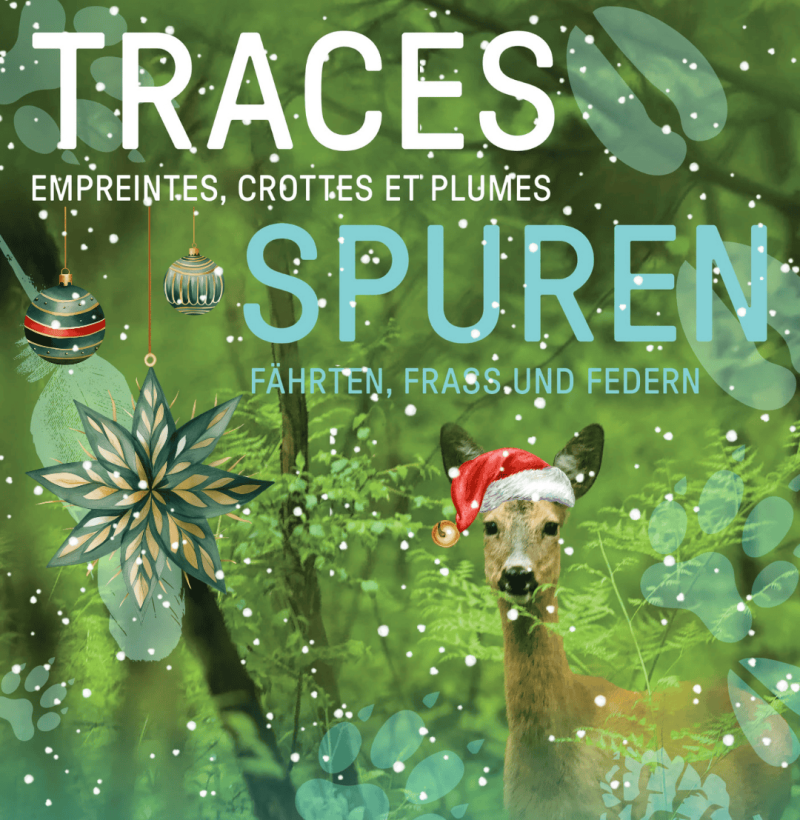 Spurenlesen leicht gemacht