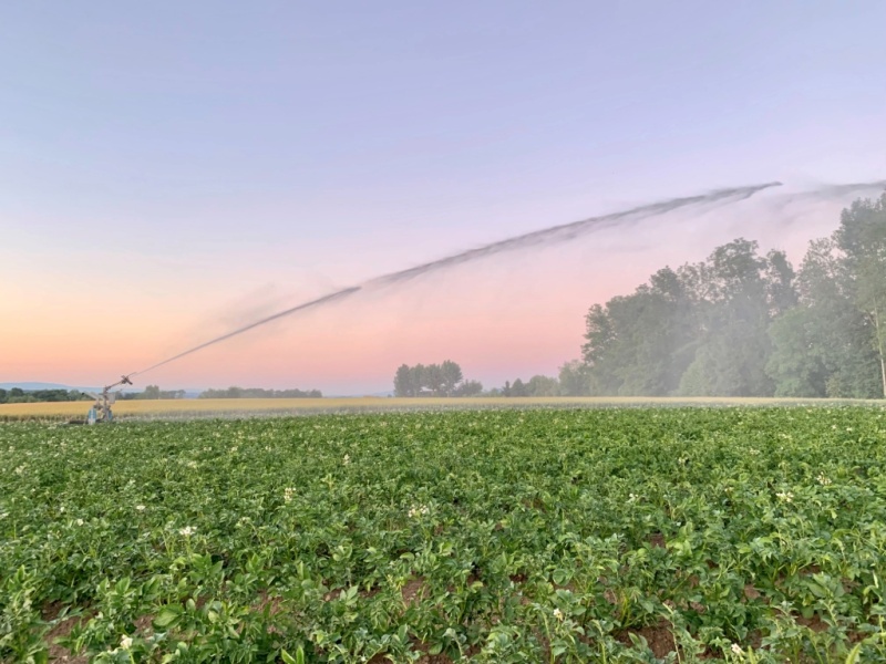 Irrigation