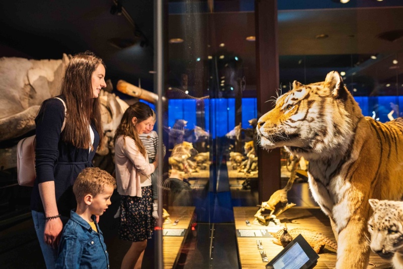 Sibirischer Tiger im Saal der Wirbeltiere aus aller Welt