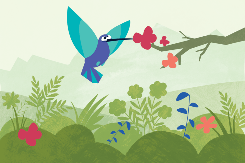 Glanz-Veilchenohrkolibri - Flugakrobat