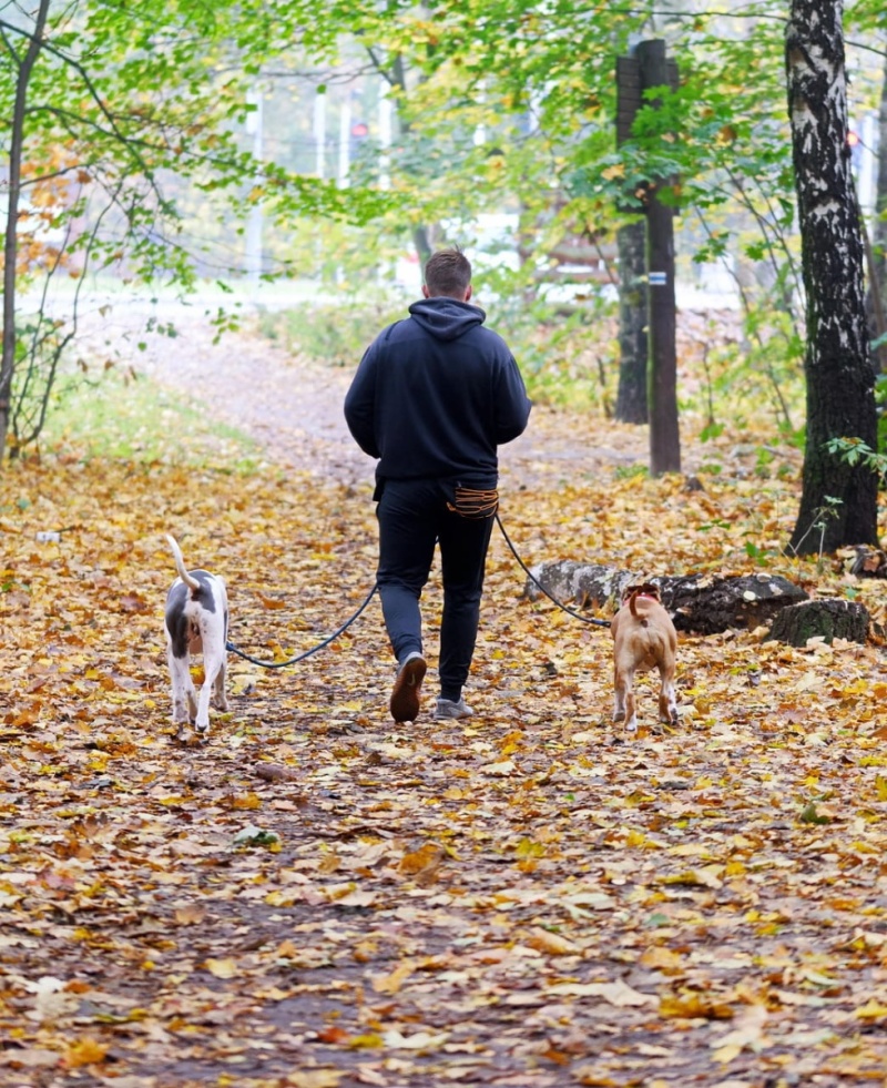 Chiens tenus en laisse en forêt