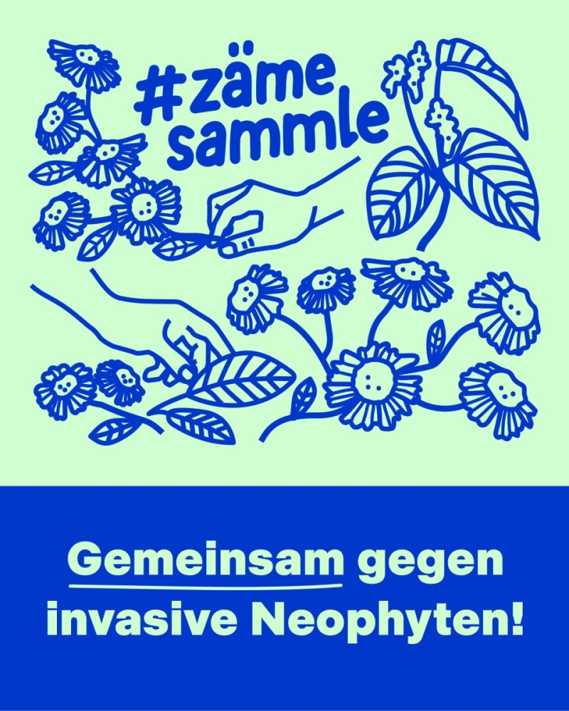 zämesammle: Gemeinsam gegen invasive Neophyten
