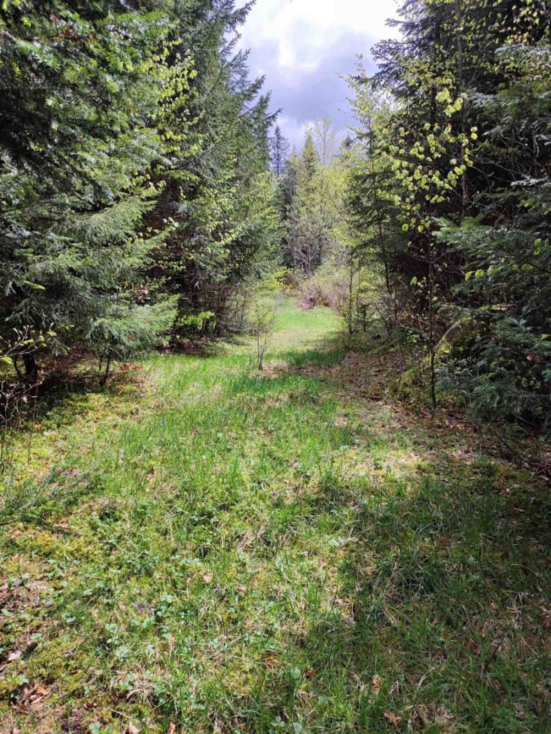 Wald und Wild