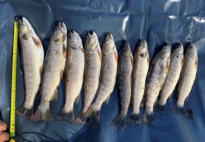 Fischsterben infolge der Verschmutzung eines Gewässers
