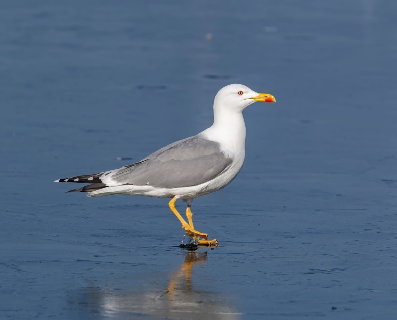 Mittelmeermöwe