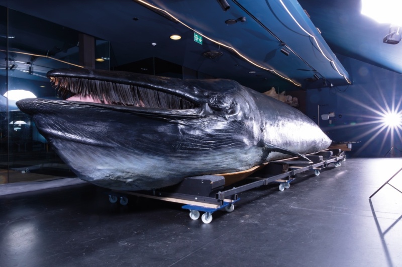 Der Wal des Museums wurde 2026 restauriert.