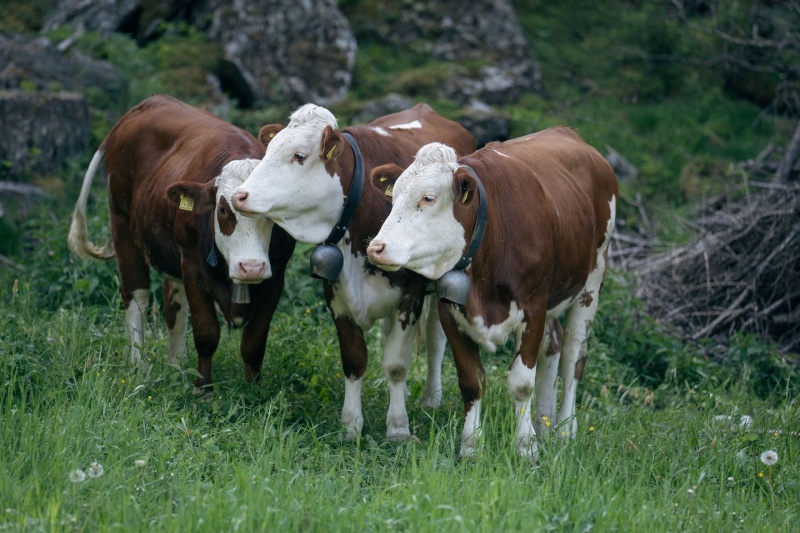 Nouvel orthobunyavirus du sérogroupe Simbu chez des bovins
